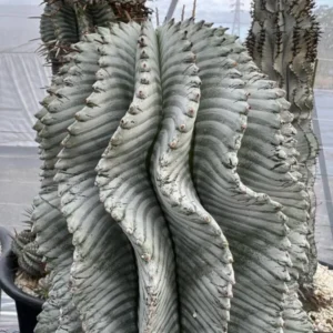 Euphorbia horrida