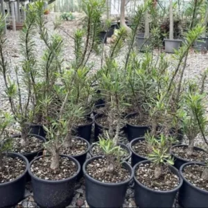 commiphora purpusii
