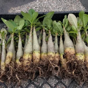 Adenium arabicum