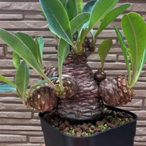 Euphorbia bupleurifolia