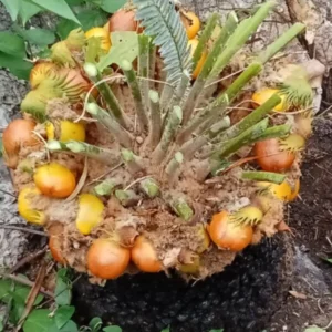 cycas siamensis sp silver