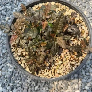 Boswellia soco x nana