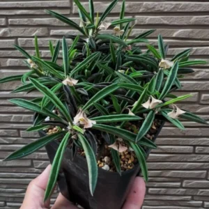 Euphorbia cylindrifolia