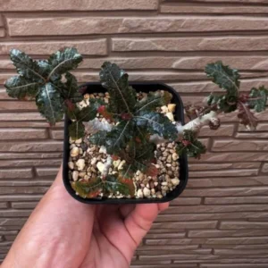 Boswellia nana