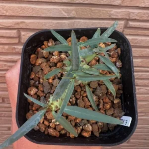euphorbia etuberculosa