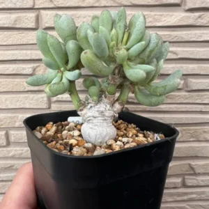 othanna clavifolia