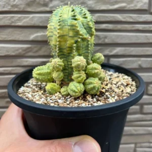 euphorbia biaobesa