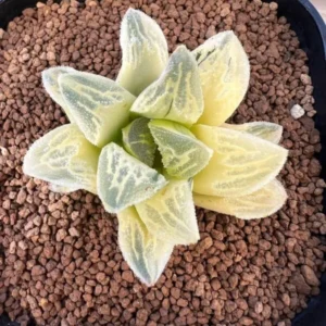 Haworthia