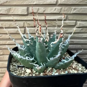 utahensis eborispina