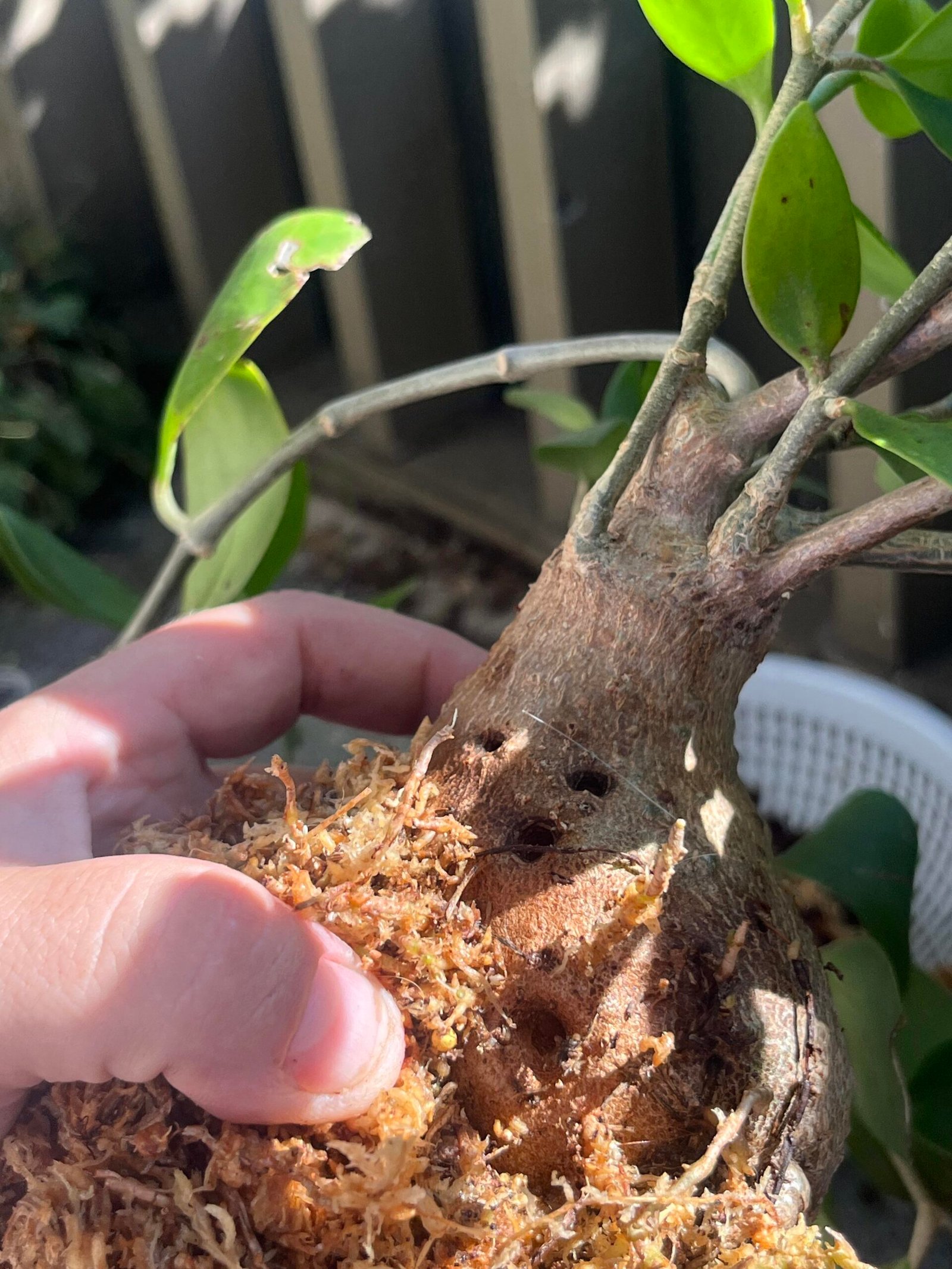 Rare Hydnophytum papuanum caudex plant