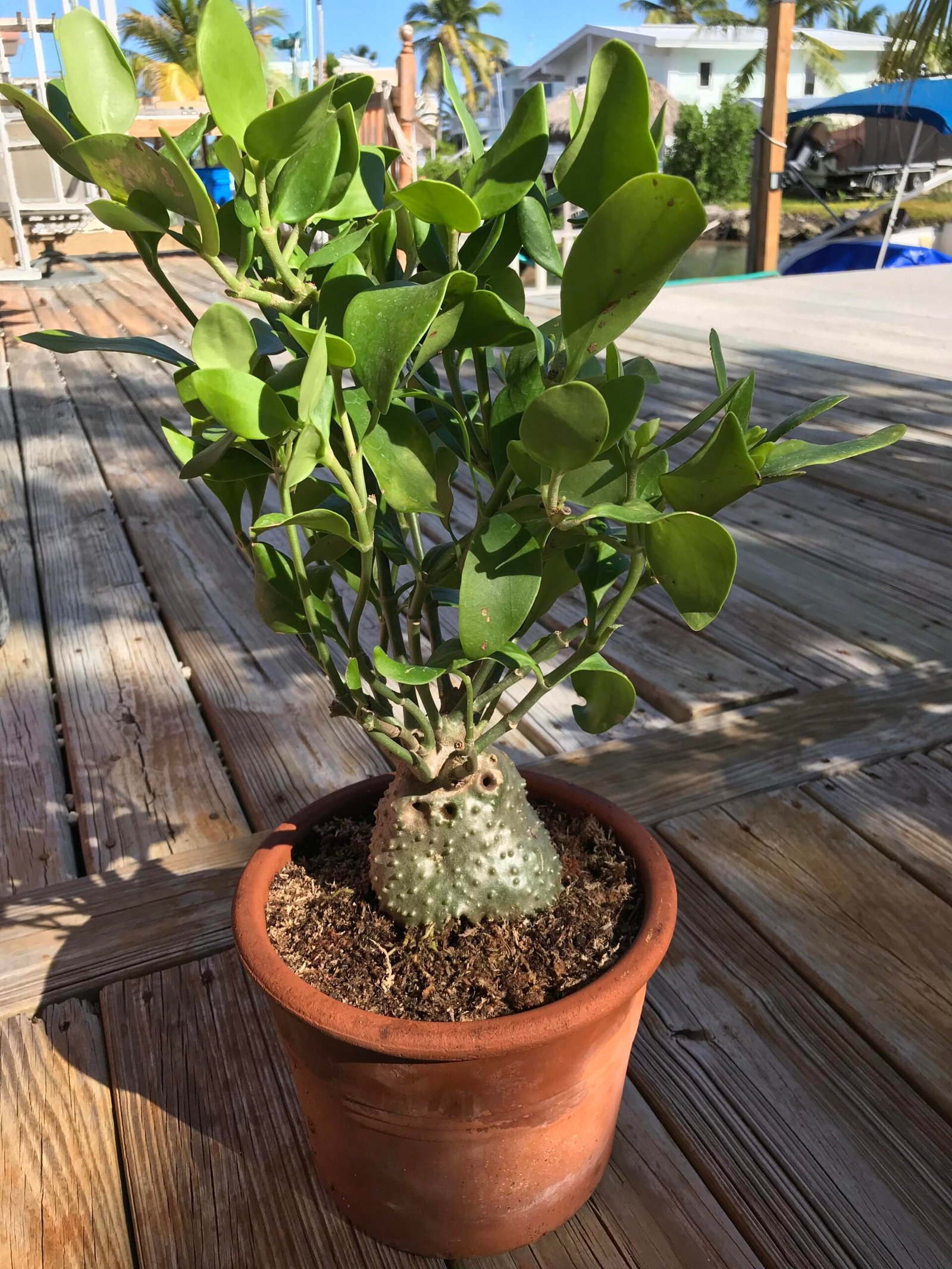 Rare caudex plant from the Caudex Europe collection