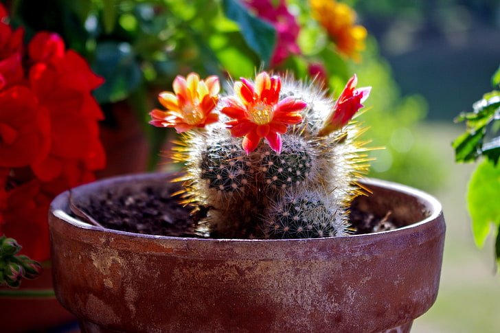 Colourful flowering succulents and cacti